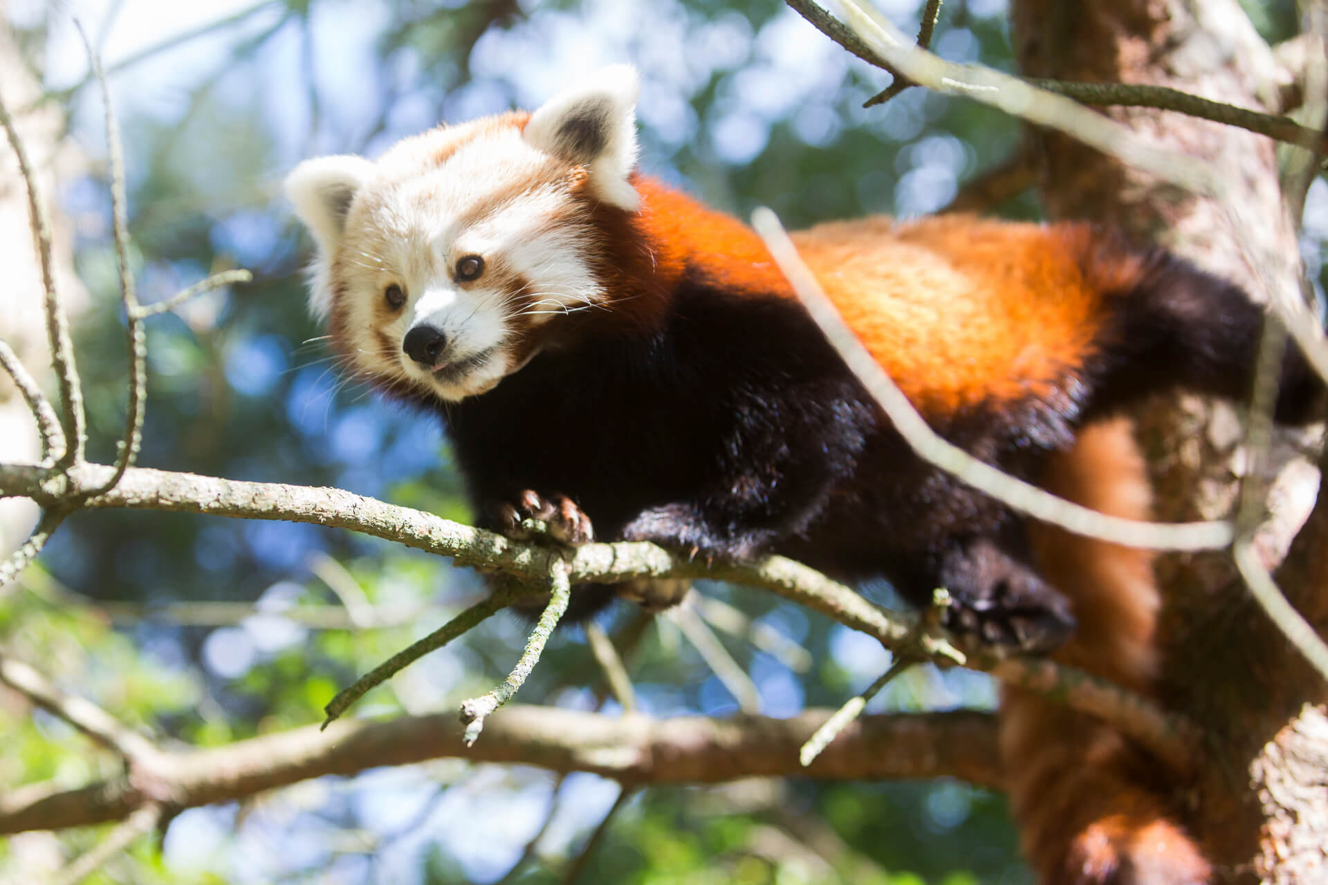 Fota Wildlife Park