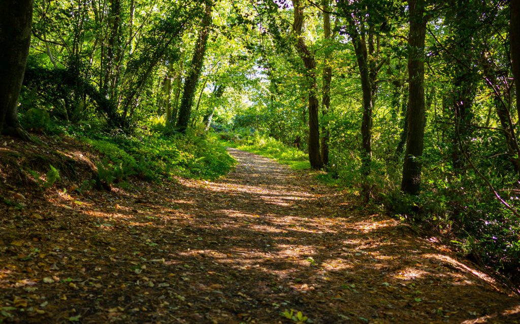 Marlogue Woods